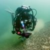 Plongée dans le royaume des quaggas